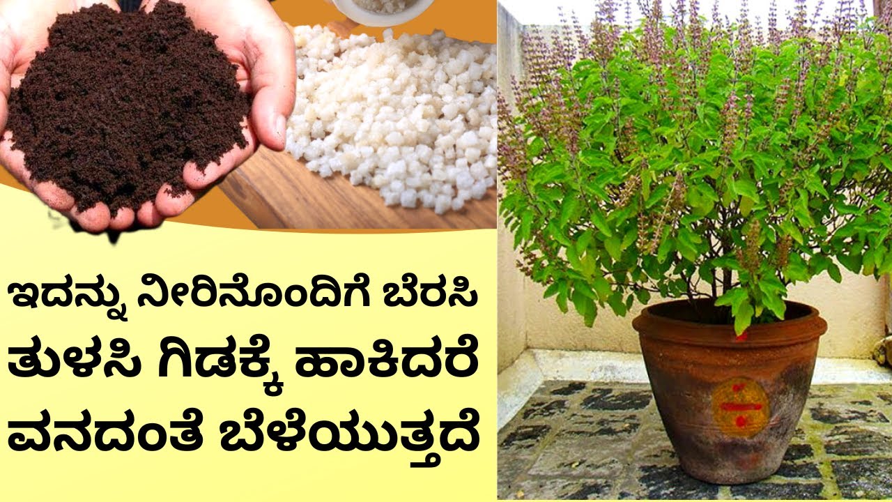 ಇದನ್ನು ನೀರಿನೊಂದಿಗೆ ಬೆರಸಿ ತುಳಸಿ ಗಿಡಕ್ಕೆ ಹಾಕಿದರೆ ವನದಂತೆ ಬೆಳೆಯುತ್ತದೆ