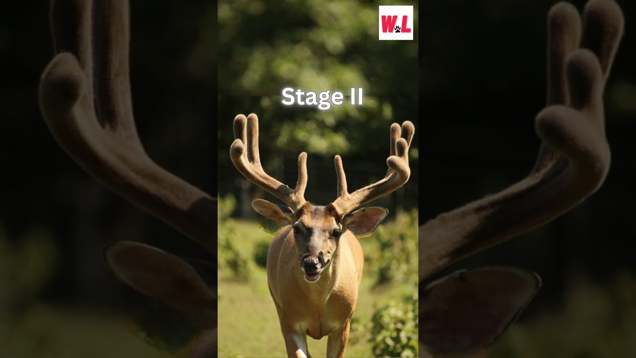 Antler Genesis: How Deer Grow Antlers in the Wild