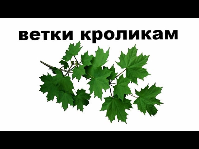 Можно ли кроликам ветки | какие ветки давать кроликам | веточный корм | КРОЛИКОВОДСТВО
