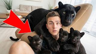 The Little Black Panther We Found... Just Had Her Own Cubs! You Have To See Her Now: