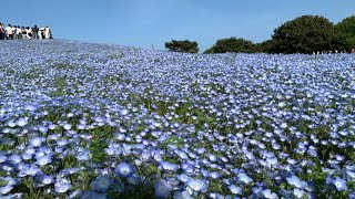 あの丘に咲くネモフィラが見たい！！国営ひたち海浜公園 【ミドルシニア夫婦の日常】　#国営ひたち海浜公園　#ネモフィラ　#みはらしの丘