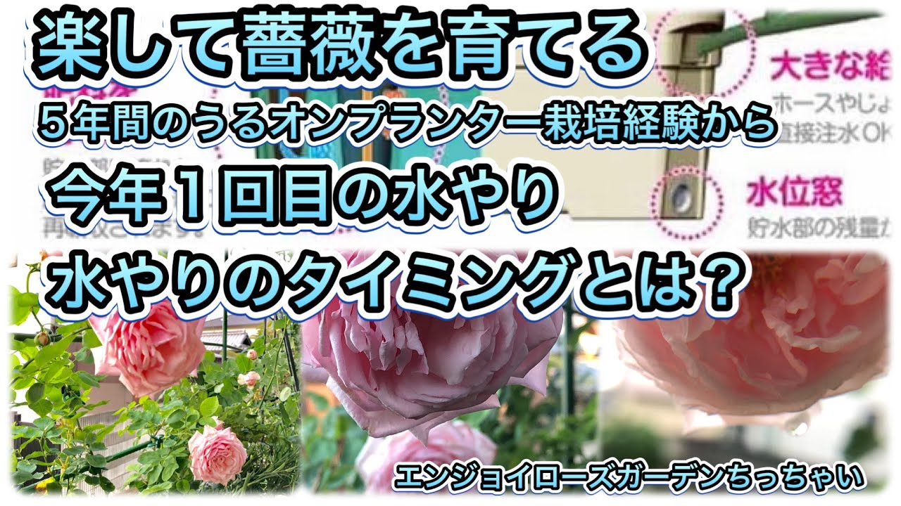 楽して薔薇を育てる うるオンプランター栽培5年の経験から 今年1回目の水やりタンク満水17lのタイミングをまとめてみました Youtube 楽して薔薇を育てる うるオンプランター栽培5年の経験から 今年1回目の水やりタンク満水17lのタイミングをまとめてみました Youtube