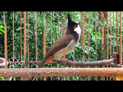 Video Tiếng Chào Mào Hót Đấu Kích Bổi Sung Lửa | Luyện Chào... - youtube