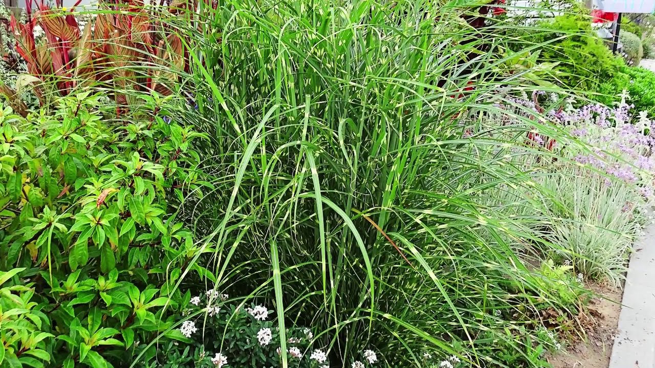 Miscanthus Tiger Tail (Maiden Grass) / Attractive EASY to GROW Grass with Variegated Banded Foliage