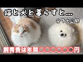 【超リアルなお金の話】猫と犬と暮らすと1年で飼育費はこれくらいかかります!