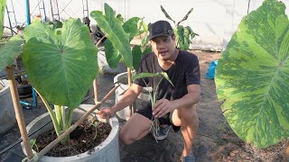 แนะนํา Colocasia midori sour vs lime gecko สวนข างบ ?