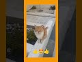 respect #shorts #cat #fpy #strangecat