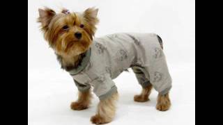 dogmoda одежда для собак купить dogmoda одежда для собак купить