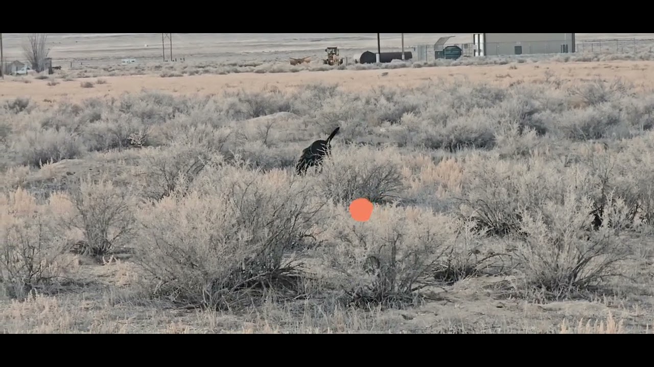 Slowing Down the Search: Chasing Odor and Bracketing to Test Intensity