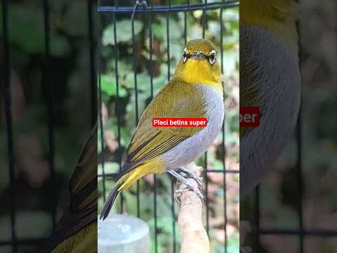 PLECI NGECIR-NGECIR BIRAHI #shorts