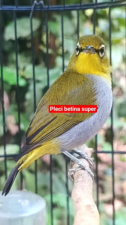 pleci betina memanggil jantan #plecigacor