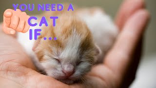 10 REASONS WHY YOU SHOULD GET A CAT