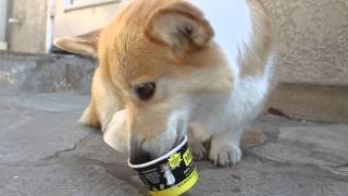 Corgi eating frozen yogurt by trinketbaby 1,645 views 10 years ago 2 minutes, 5 seconds