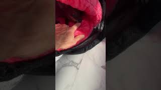 カンガルーに噛まれるとこうなる・・・#Shorts