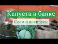 Сеем капусту в банку. Далее пикируем. (30.03.16)