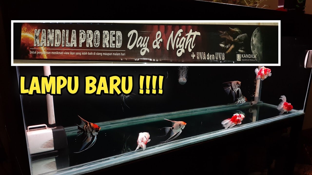 Unboxing + review lampu kandila pro red day and night 142 cm