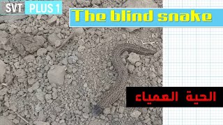 The blind snake  | الحية العمياء | Le serpent aveugle |The Typhlopidae