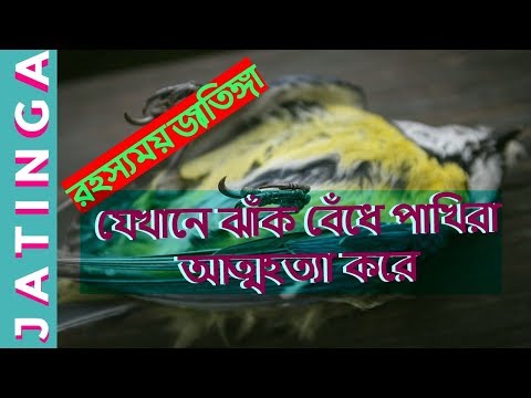 ভিডিও: পাখিরা কেন জানালায় নক করছে