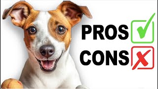 Pros and Cons of a Jack Russell Terrier