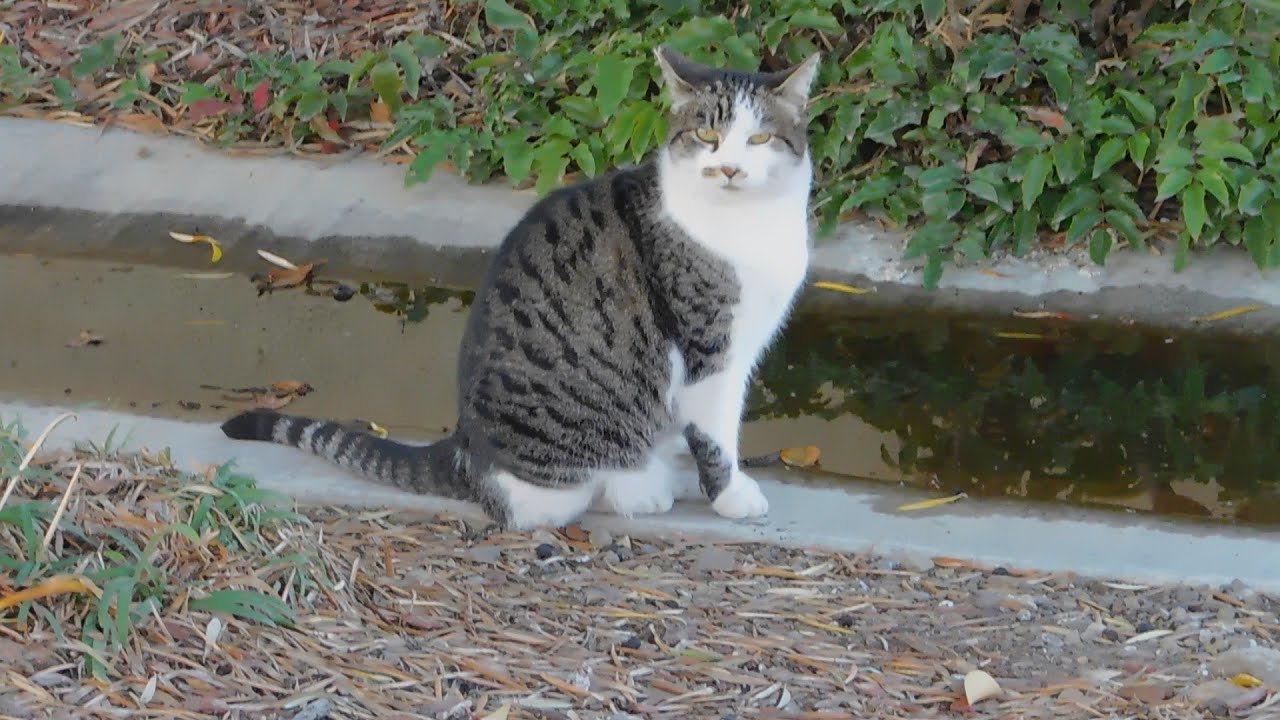 Fluffy, Song Sparrow Buddy, Kali, Whispering Hills Ranch Ducks and