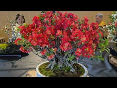 청남대 명자씨와 데이트 즐기고 왔습니다.                    #충진회 #분재 #명자