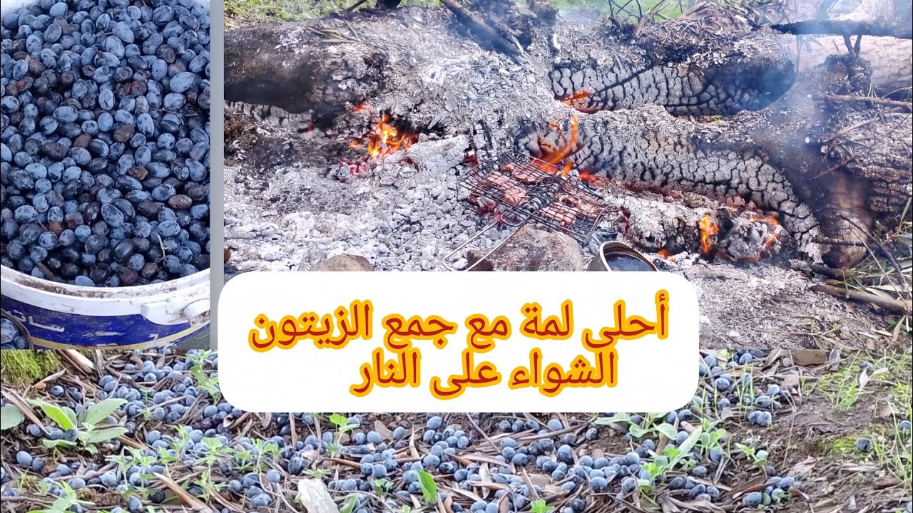 أجمل لحظات موسم الزيتون 🌿🔥 قهوة وشواء في الهواء الطلق