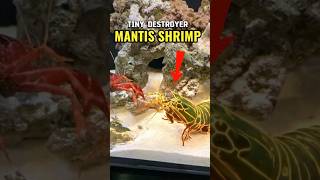 Tiny Destroyer The Mantis Shrimp. #shorts