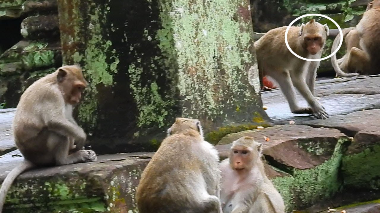 Poor little JANNA deep scare feel by can't walk to close mom JANE/ JANNA scare Loni and Nanda attack