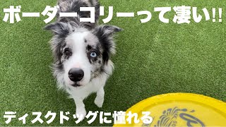 【すごい】ボーダーコリーの運動能力高すぎる！！ by サスケん家 828 views 5 months ago 4 minutes, 45 seconds