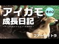 【アイガモ農法】アイガモ成長日記（その2）6/5 ファームキトラ【Aigamo・farming with ducks】