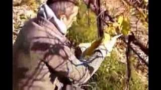 Potature 2013 Marco Sambin Vini