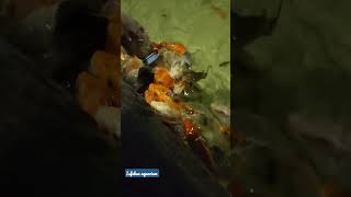 غذا دادن ماهی ها با شیشه شیر - آکواریوم اصفهان