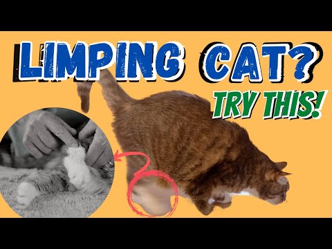 Video: Hoe haal je kattenurijngeur uit het tapijt