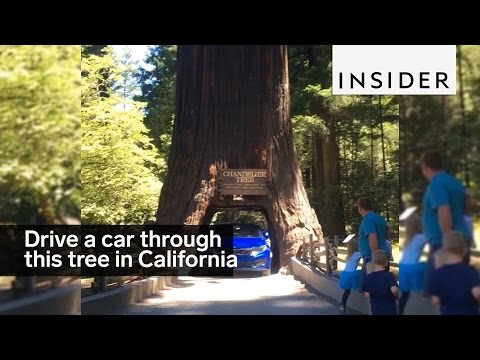 You can drive your car through this tree in California