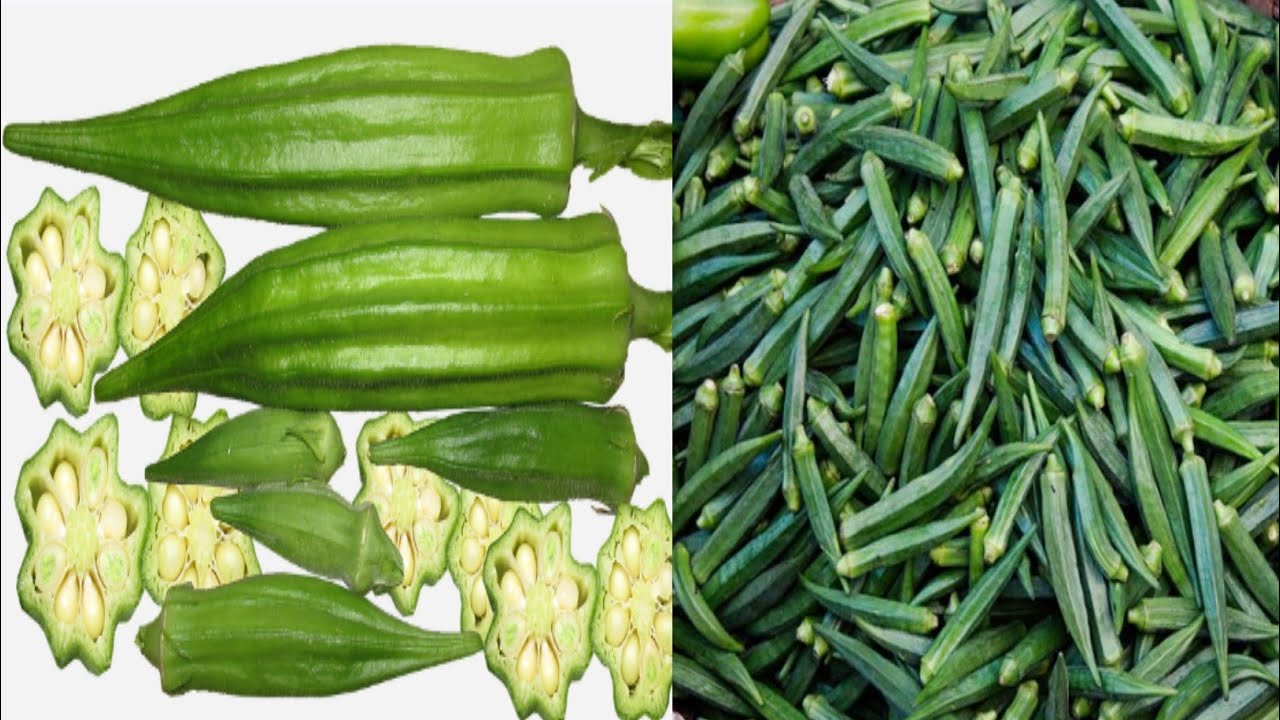HEALTH BENEFITS OF OKRA USES OF OKRA OTHER THAN NUTRITION YouTube