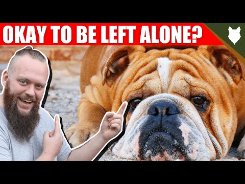 Video: Patnubay Sa Patlang Sa English Bulldog