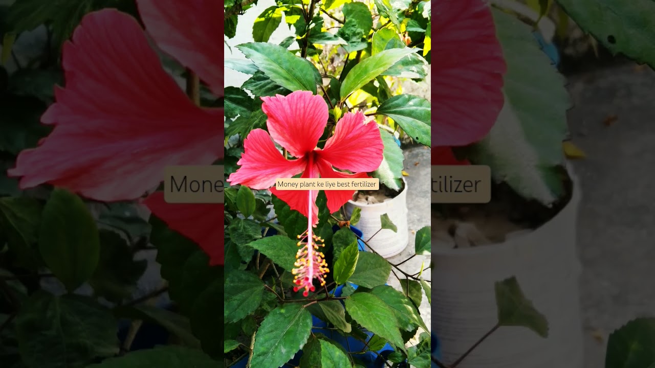 Best fertilizer for Money Plant #moneyplant#cocopeat##plantothesis#subscribemychannel