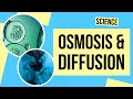 Understanding Cell Processes: Diffusion and Osmosis