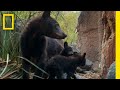 Big bends new bear cubs  americas national parks  national geographic