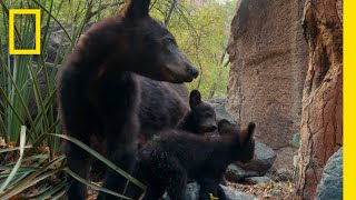 Big Bend's New Bear Cubs | America's National Parks | National Geographic