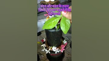 बेलपत्र पर चंदन और शहद लगाकर करे उपाय  किस्मत बदलने लगेगी ||#pandit_pradeep_ji_mishra #shorts