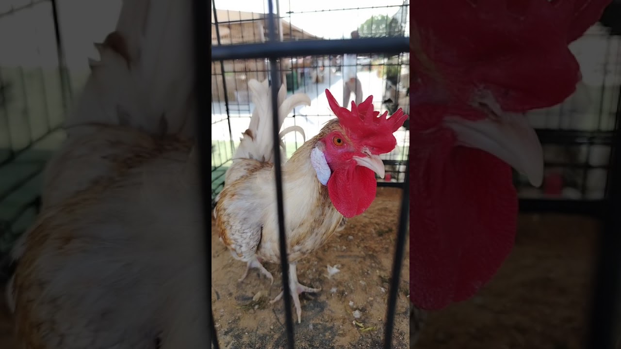 Beautiful Roosters #birds #nature #rooster 