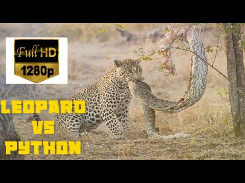 Leopard vs Python || masai mara || wildlife fight - YouTube