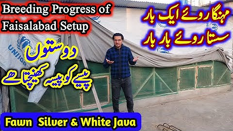 Breeding Progress Result of Faisalabad Setup | Fawn Java | Silver Java | White Java in Hindi/Urdu