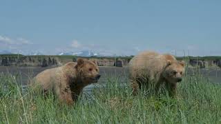 Adult and blonde cub pass by camp, Kamishak coast, June 15, 2022