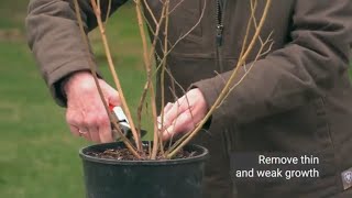 Pruning Blueberries with OSU Master Gardeners