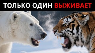 видео: Белый Медведь vs Тигр: Выживет Только Один картинка: Белый Медведь vs Тигр: Выживет Только Один