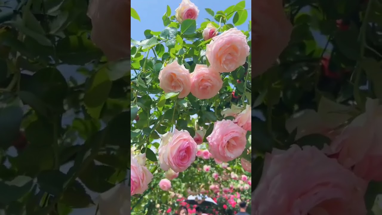 Refreshing beautiful natures and flowers. 