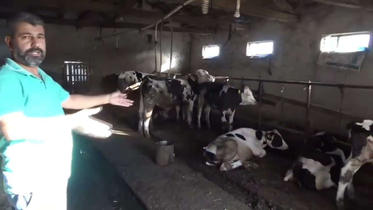 Satılık köy içi müstakil ev hayvan çiftliği 35 dönüm 