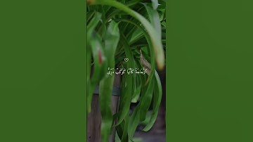 اللَّهُ نُورُ السَّمَاوَاتِ وَالْأَرْضِ - سورة النور آية 35 | تلاوة خاشعة لماهر المعيقلي